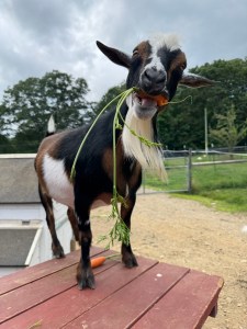 Chad the goat enjoys a carrot while standing on top of a picnic table.