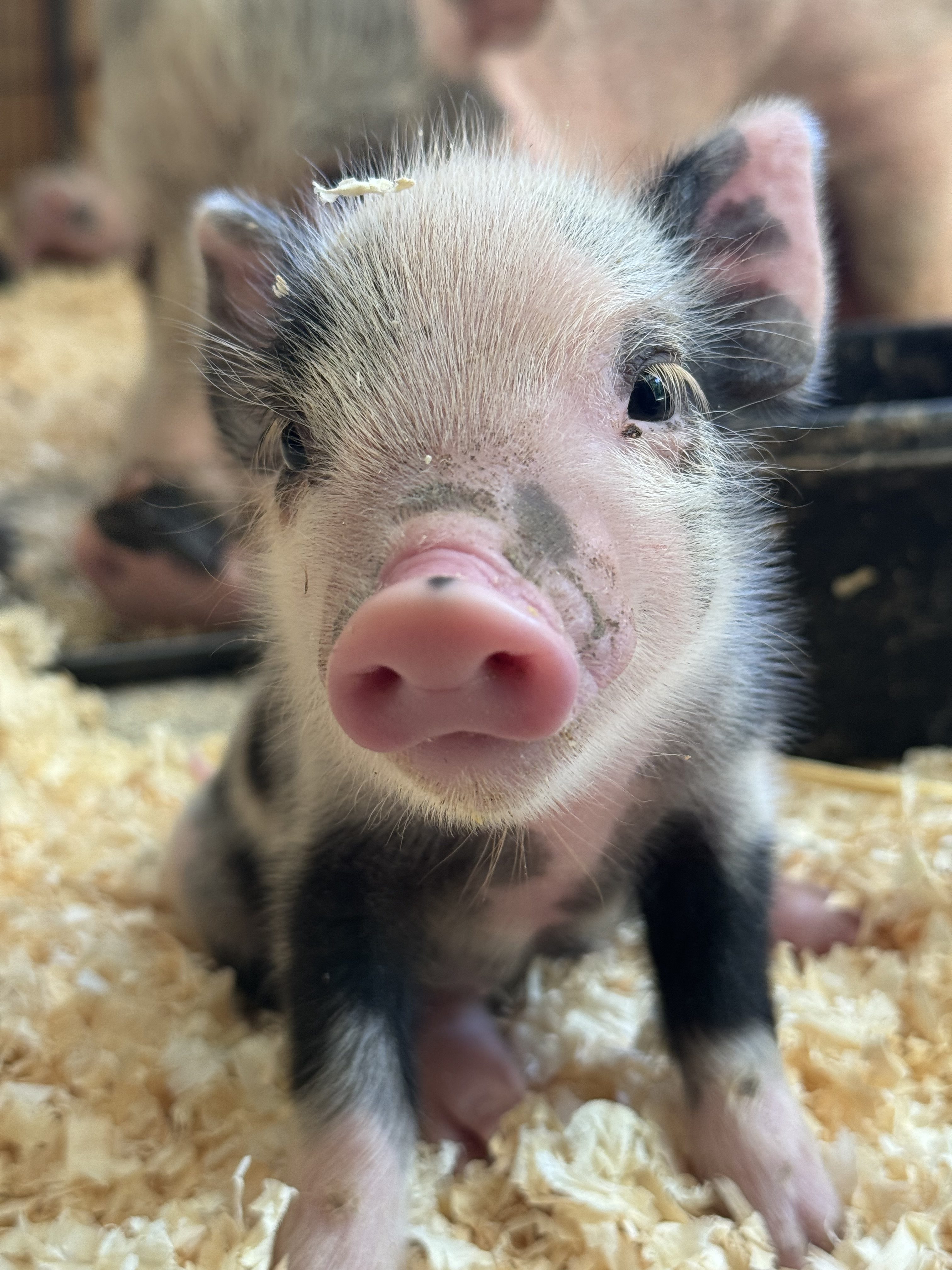 Diana, one of Stardust's nine babies, at four days old: a black and white spotted piglet.